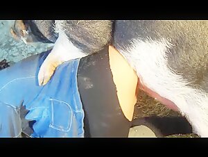top dogtube 2023