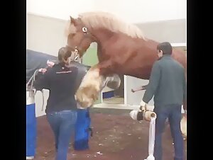 zooporn horse semen video