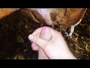 Animal Porn and Beyond