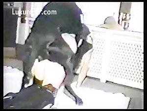 intense animal experience