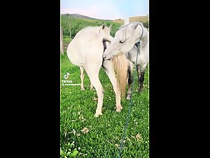 The Horse Sex is a Passion