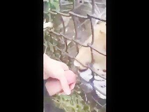beastiality animal dog