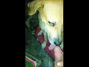 Dog Fucks Woman: Zofilia Desires