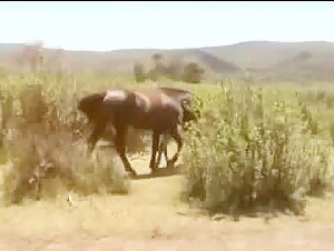 zoo filia animal sex