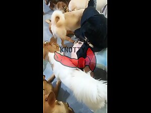 The Japanese Chihuahua Slut Who Becomes the Star of My Movie