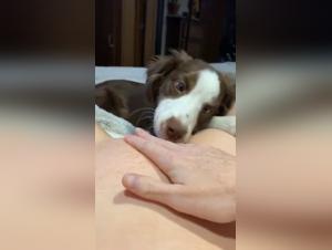 The Hottest Bestiality Sex Videos with Young Girls and Dogs
