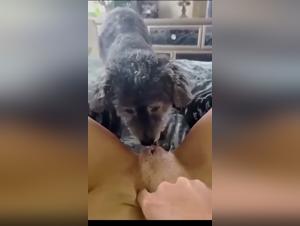 A Cutaway Bestiality Experience
