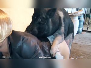 Females Banging Dogs Compilation: Sexy Bestiality Videos