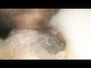 beastility and tiersex