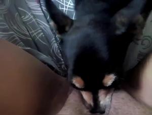 The Intense Animal Fucker in a Woman's House