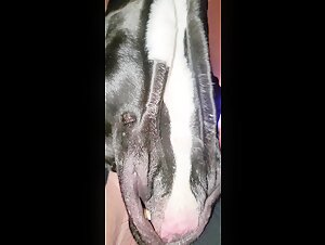 zooxhamster bestiality videos