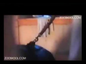 Watch the most shocking bestiality scenes with Stray X and Bilara.