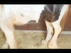 porn cu animale animal