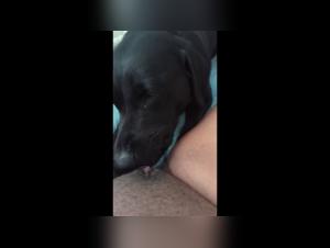 Dog Fornication with Women Prostitutes: Hardcore Sex