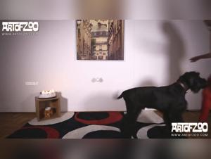 Bestiality Videos - Women and Men Having Sex with Dogs, Horses and Cows