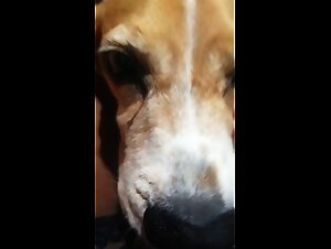 Watch this bitch who blows my puppy's dick and makes him get fucked in the butt. That's a real dogfuck!