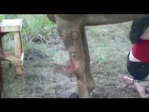 Horse and Woman Bestiality - Animal Porn Videos