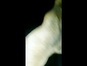 The bitch and the dog have a wild time together