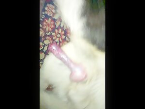onlyfan beast girls sucking dog cock