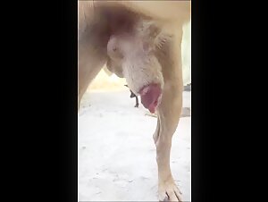 teenage animal zoo