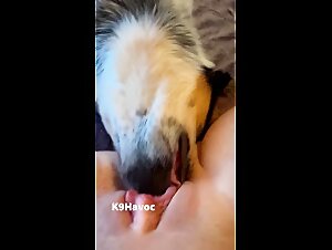 Extreme Zoo Flix: The Cat's Saliva is the Best