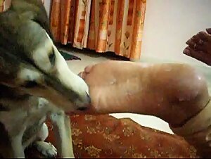 Asian Woman Sucked by Sexy Bulldog and Now Sexually Impregnated