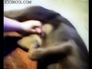 The Passion of the Whores of ZoosKool: A Love Story with Dogs