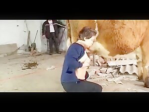 The most intense salacious acts with a dog are performed by these women who care not and totally disregard the rules