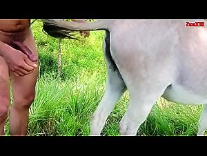 Bovine Females Overwhelming Sensuality on a Zoo Porn