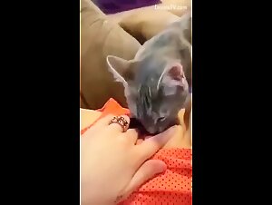 Prostitutes fucking dogs in sexy scenes