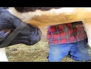 animal sex