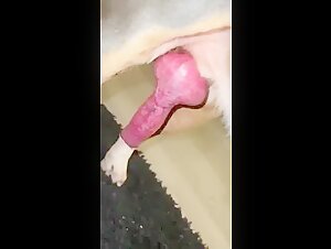 unexpected meeting with coco