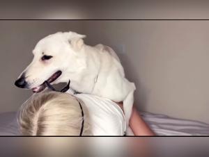 Gay Dogs and Men Have Intense Sex