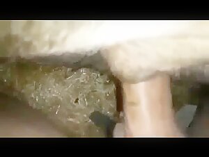 dog sex orgasm female