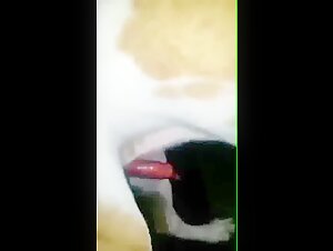 dog cumming zoofilia tube