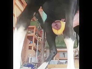 dogfucking horse cum
