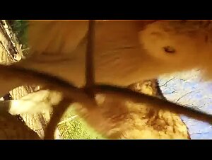 Dog Sex with Teens, Animal Orgasms