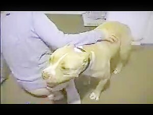 Videos of Dog Sex for Bestiality Enthusiasts