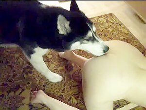 bestiality movies top