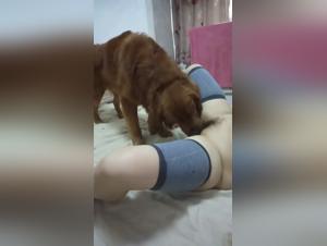 Animal Relationship Test