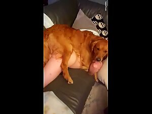 Discover the Best Animal Sex Videos