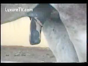 zoo sex with animal
