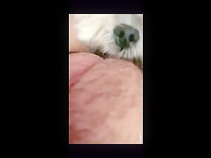 bestiality tube zoo