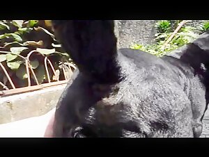 zoxxx beastiegals animal porn