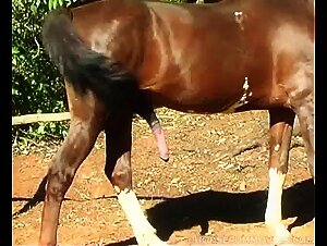A Woman Discovers a Handsome Stallion in the Countryside