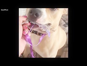 zootubex animalpornrocks