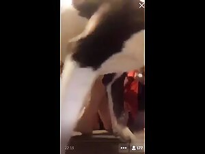 Ethical Quandaries: Dog Sex in Focus