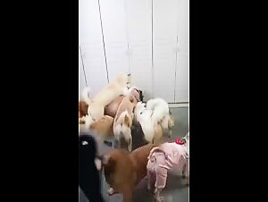 Zoolkoo: The Dark Realm of Dog Sexton