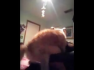 Controversial Realities: Dog/Human Interaction