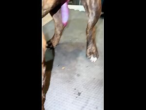 The Intense Sex Scene with the Slut Dog Teasing Her Lover